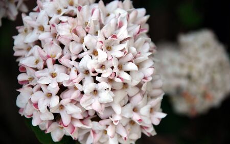 White Ball Flowerの写真素材