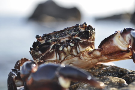 Crab crawled out of the sea to the beach and basking in the sunの写真素材