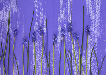 Lilac wooden background with blue flowersの写真素材