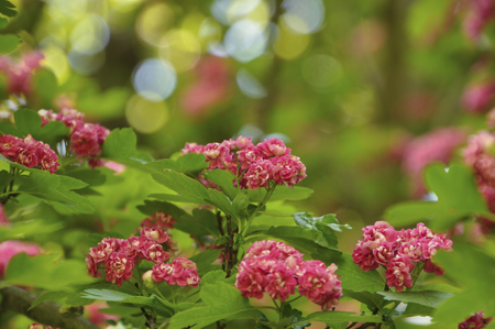 branch of flowering hawthorn rose on bokeh background,  toningの写真素材