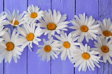 Many flowering daisies on a purple wooden background, top viewの写真素材