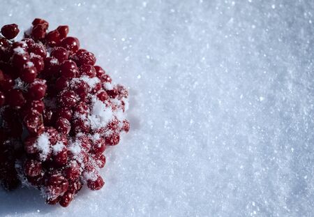 Bunch of red viburnum berries on the white snow, vintage toning