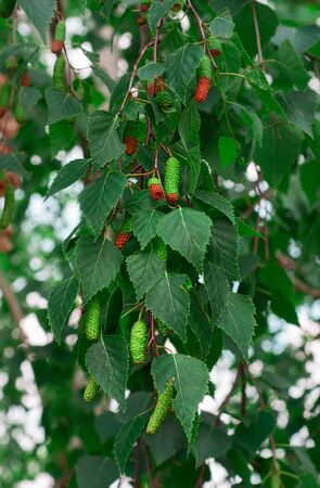 Birch branch with green leaves and buds, full frameの写真素材
