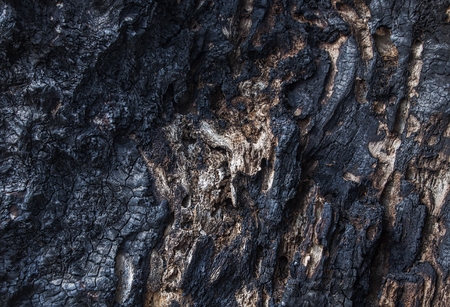 Texture of burnt wood, full frame