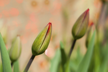 Bud of a non-opening tulip on a blurred background with a bokehの写真素材