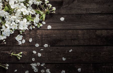 Cherry branch with white flowers on a brown surface, vintage toning, empty right on the right