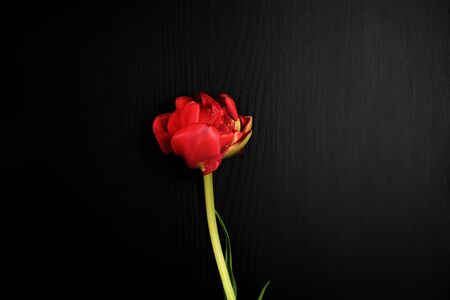 One red tulip on a black surface, a vintage toningの写真素材