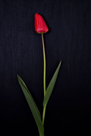 One red tulip on a black surface, close upの写真素材