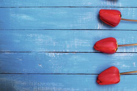 Three red tulips on a blue wooden surface, empty space on the leftの写真素材