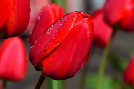 Red tulip with raindrops, close upの写真素材