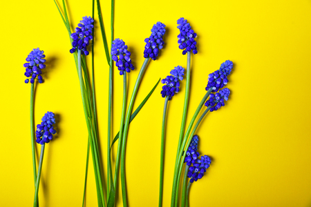 Yellow background with blue flowers, mouse hyacinth, blank space on the rightの写真素材