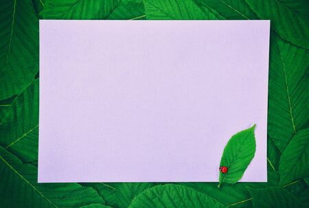 White large empty paper sheet in the middle of green leaves of chestnutの写真素材