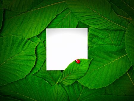 small white blank sheet among the green leaves of the chestnut, top viewの写真素材