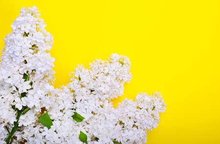 White lilac branch on a yellow surface, empty right on the rightの写真素材