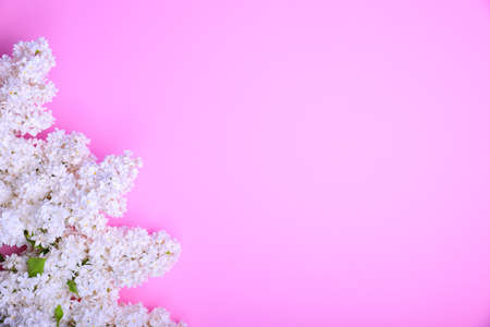 bouquet of blossoming white lilac in a corner on a pink surface, a blank space on the rightの写真素材