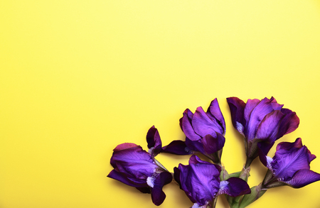 Bouquet of blue irises on a yellow background, empty space on the leftの写真素材