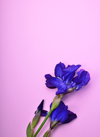 blue iris on a pink surface, close upの写真素材