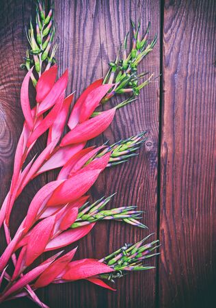 Pink flower of Billbergia on a brown wooden surface, vintage toningの写真素材