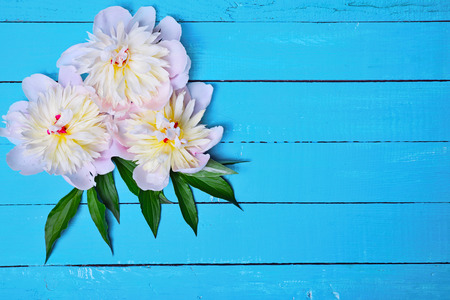 Three buds of a white peony with green leaves on a blue wooden background, empty space on the rightの写真素材
