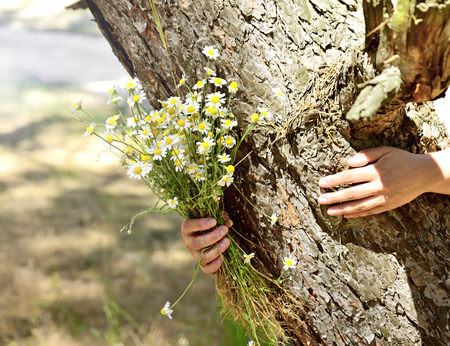 bouquet of white daisies in a human hand, a sunny dayの写真素材
