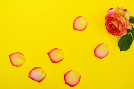 Blooming rose and petals on a yellow backgroundの写真素材