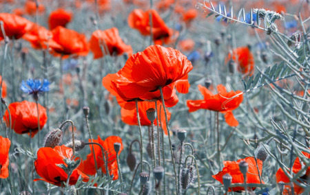 Field with red poppies, vintage toningの写真素材