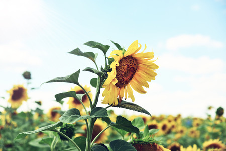 Blooming sunflower on the field in the rays of the bright sun, vintage toningの写真素材