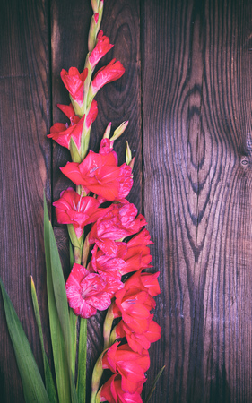 bouquet of red gladiolus on a brown wooden backgroundの写真素材