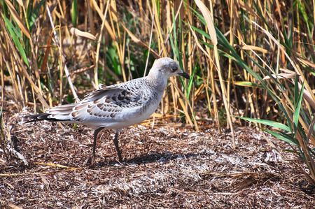 sea gull walks in the middle of the grass, summer dayの写真素材