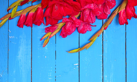 bouquet of red gladiolus on a blue wooden background, empty space in the middleの写真素材