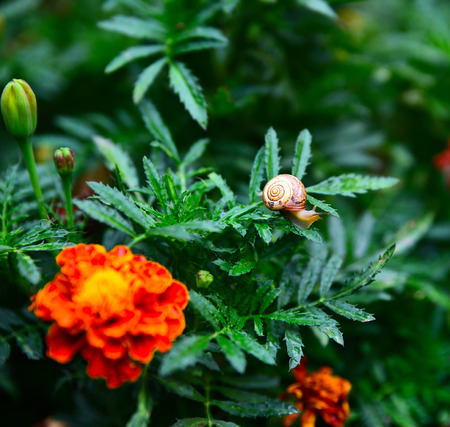 snail on the green stalk of the marigold, summer dayの写真素材