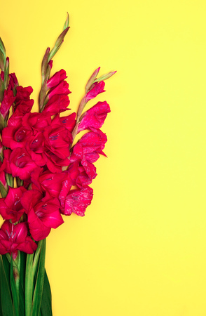 bouquet of red gladiolus on yellow background, empty space on the rightの写真素材