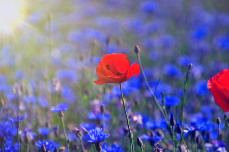 field with blue cornflowers and one red poppy in the sunの写真素材