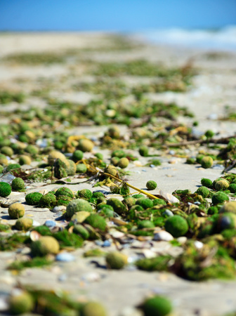 Aegagropila linnaei a kind of green algae from the cladophoraceae family on the sandy Black Sea beach, Ukraineの写真素材