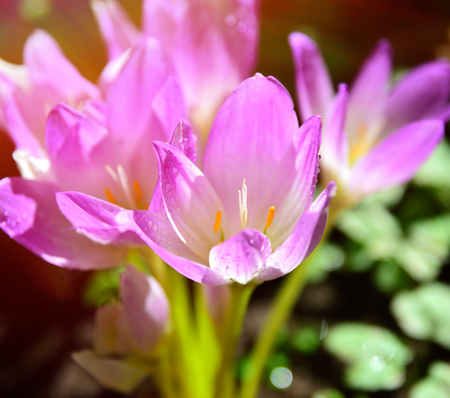 pink flowering crocus in the rays of a bright sun, close upの写真素材