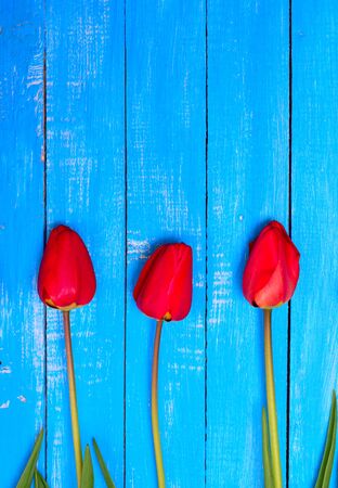 three blooming red tulips on a blue wooden background, empty space at the topの写真素材