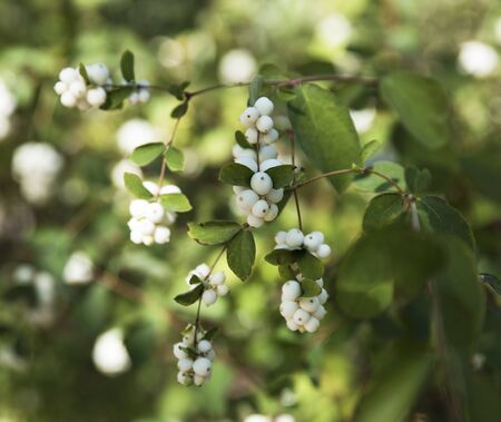 branches with white berries Snowplum ( Symphoricarpos albus), close upの写真素材