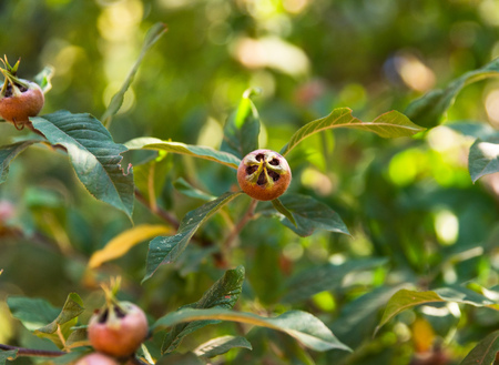unripe green fruits on a branch of a loquat tree on a summer dayの写真素材