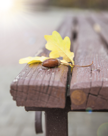 yellow leaf of an oak and an acorn on a bench in the autumn dayの写真素材
