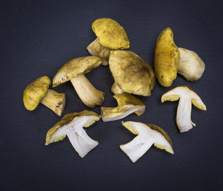 fresh forest mushrooms Tricholoma equestre on a black background, top view