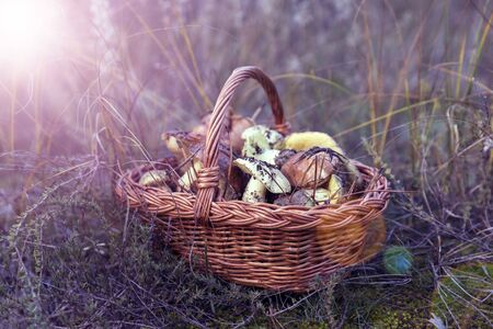 Wicker brown basket with forest edible mushrooms in the middle of the grass in the rays of the setting sunの写真素材