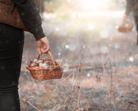 a female hand holds a wicker basket with forest mushrooms in the forest, vintage toningの写真素材