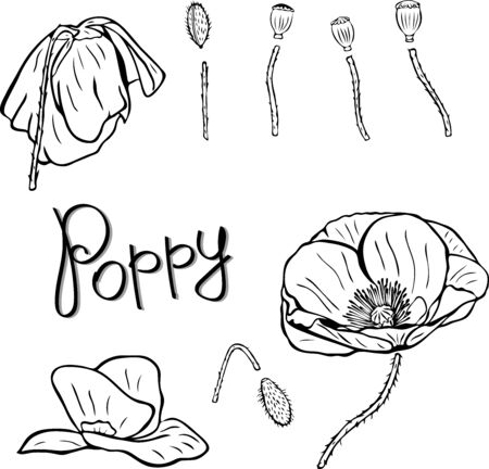 flower details: buds, stems and poppies, contour pattern isolated on white backgroundのイラスト素材