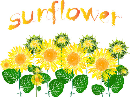 blossoming sunflowers and inscription of a sunflower, flowers isolated on white backgroundのイラスト素材