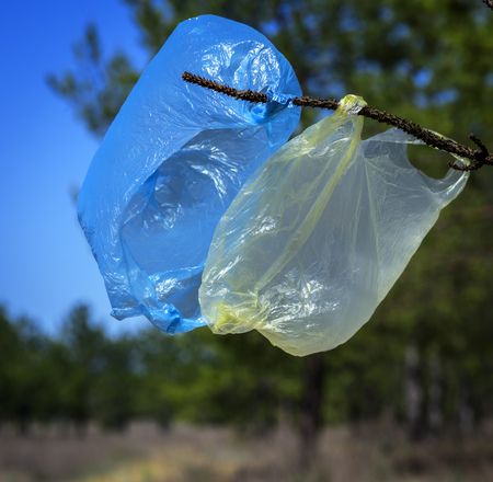 two used empty plastic bags hanging on a branch in a pine forest on a summer sunny day