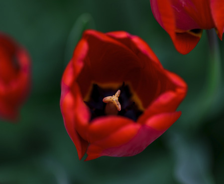blossoming bud of a red tulip with a yellow pestle, macroの写真素材