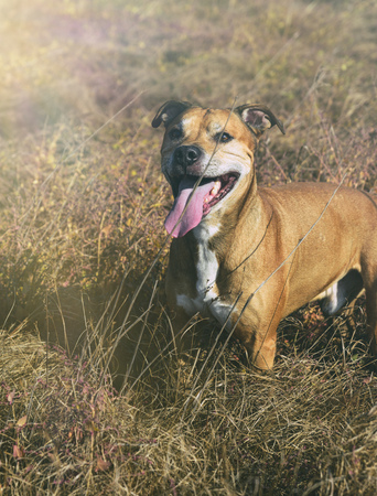 American pit bulls walking on nature, dog stuck out his tongue 