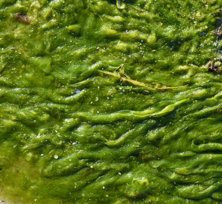green seaweed on the shore, top view, full frame