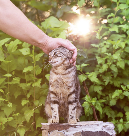 a man's hand strokes the head of a gray street cat against the background of green bushes, a summer dayの写真素材