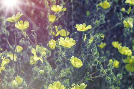 blooming yellow flowers on a summer day, close upの写真素材